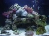 Reef Tank 1.jpg