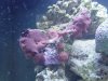 Reef Tank 2.jpg