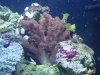 Reef Tank 3.jpg