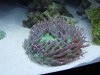 Reef Tank 4.jpg
