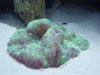 Reef Tank 5.jpg