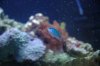 Reef Tank 7.jpg