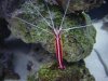 Reef Tank 8.jpg