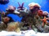 ReefTank1-26-08-1edit.jpg
