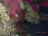 anemone ID.jpg