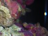 anemone 3.jpg