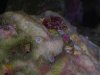 crab unknown.jpg