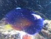 coral.jpg