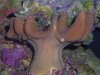 devil w polyps.jpg