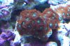 Orange zoas.JPG