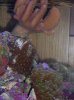 hand coral II.jpg