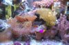 36reef.3.jpg