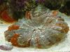 march1 fish1 001 Small Web view.jpg