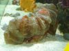 march1 fish1 004 Small Web view.jpg
