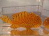 frogfish 2.JPG