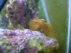 frogfish.JPG