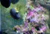 frogfish tankmate blonde naso.JPG