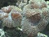 acquario-073.jpg