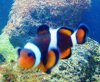 my nemo.JPG