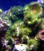 algae.jpg