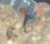 mystery-coral1.jpg