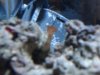 mystery-coral2.jpg