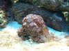 sea mats i think.JPG