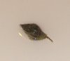 snail.JPG