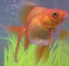 Goldie.jpg