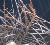 coral1.jpg