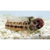 Barnacle Blenny.jpg