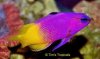 Royal Gramma Basslet.jpg