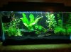 aquarium day 11.jpg