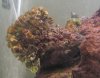 Unknown Coral 1.jpg