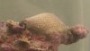 Unknown Coral 2.jpg