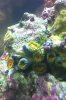 zoa.jpg