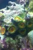zoa.jpg