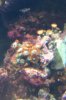 zoa.jpg