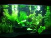 quarium day 22.jpg