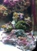 zoa.jpg