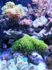 polyps.jpg