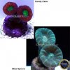 coral.jpg