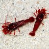 shrimp.jpg