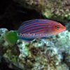 wrASSE.jpg