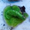 0006248_13_montipora_sp_colony_125.jpg