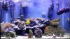 fishtank021512.JPG