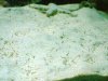 Cyano-4.jpg