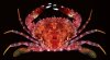 Charybdis_hawaiensis_RNG_919-32.jpg