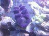 clam.jpg