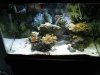 29 gallon full shot.jpg